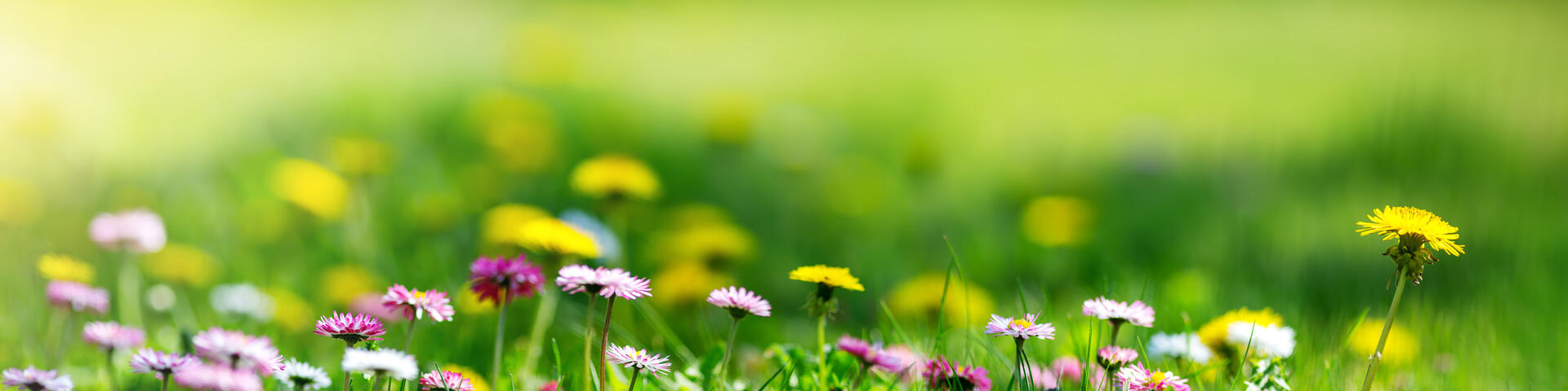 Blommor på gräsmatta