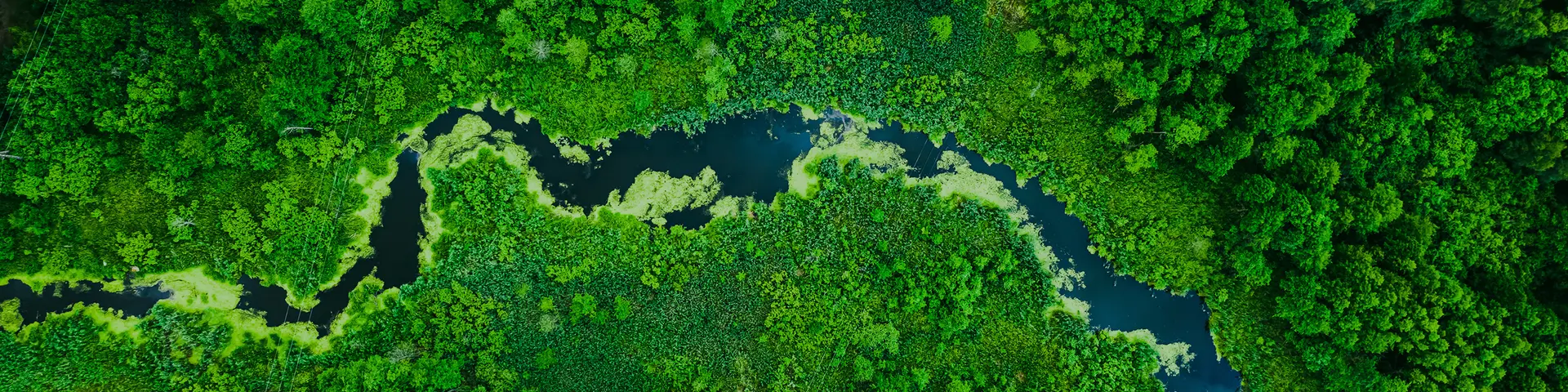 Skog och flod ovanifrån
