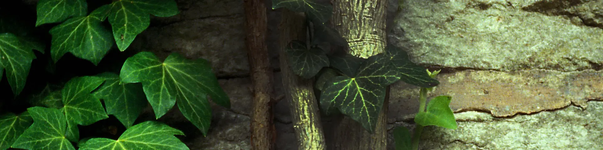 Murgröna mot ringmuren i Visby