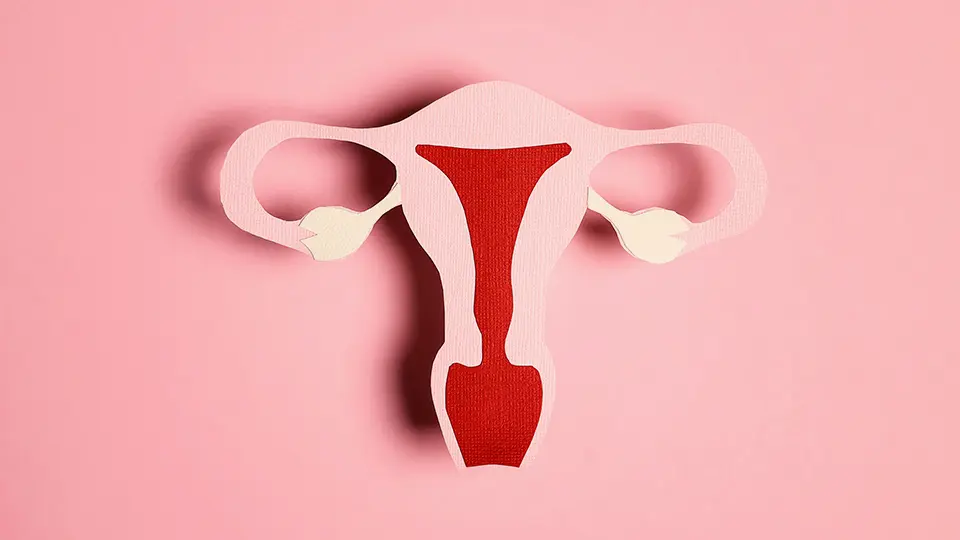 Illustration på en livmoder mot rosa bakgrund. 