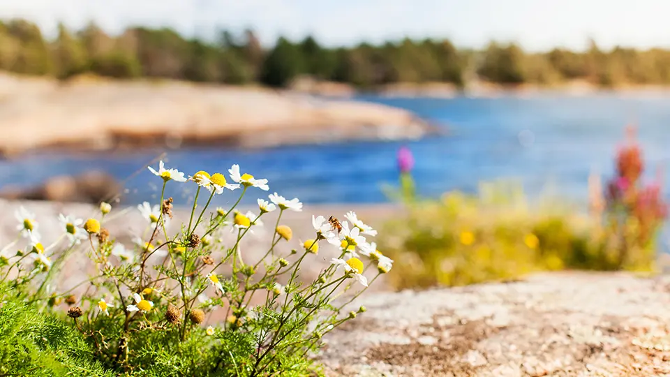 späda blommor på klippa vid vatten 