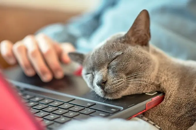 Sovande katt