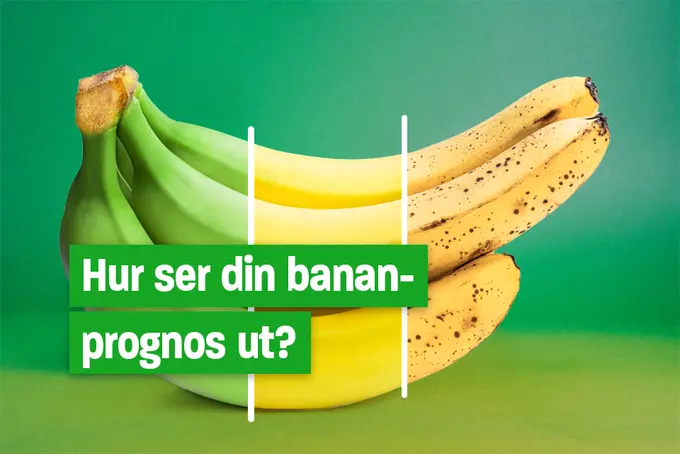 Bild på flera bananer som är en tredjedel omogna, en tredjedel mogna och en tredjedel övermogna. Och texten: Hur ser din bananprognos ut?